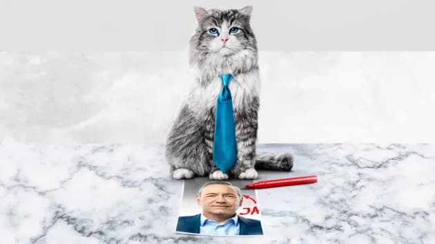 Jak zostać kotem na Netflix? Sprawdź, gdzie obejrzeć film online